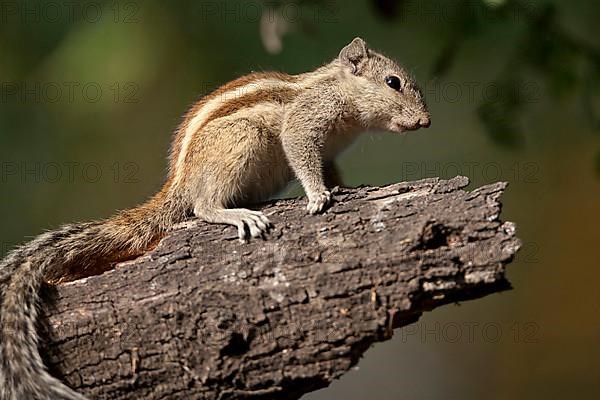 Northern northern palm squirrel