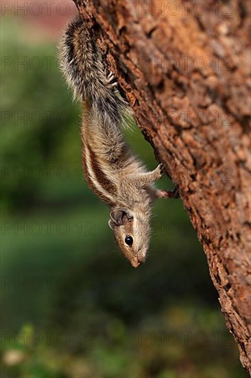 Five-striped Palm Squirrel