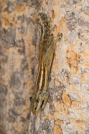 Five-striped northern palm squirrel