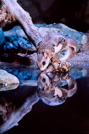 Southern Flying Squirrel