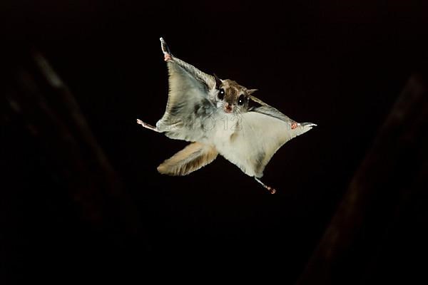 Southern Flying Squirrel