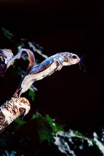 Southern Flying Squirrel