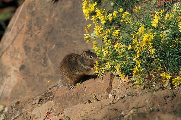 Rock squirrel