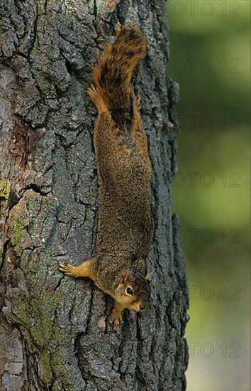 Fox squirrel