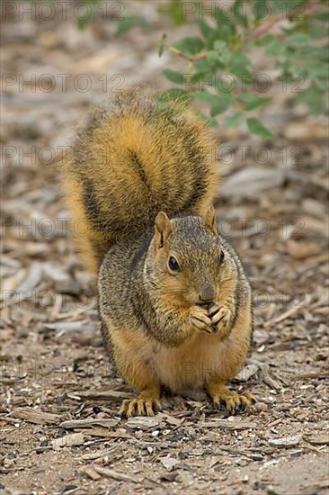 Fox squirrel