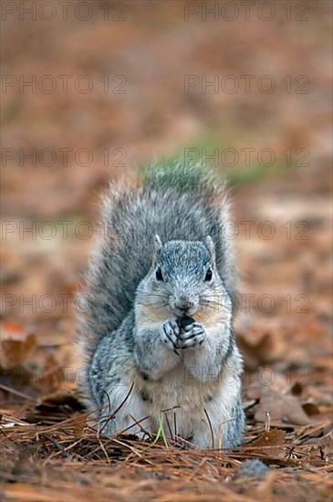 Delmarva Fox Squirrel