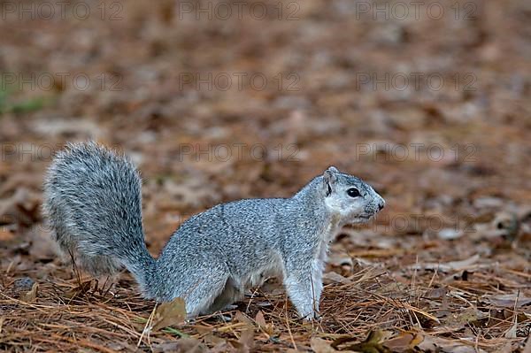 Delmarva Fox Squirrel