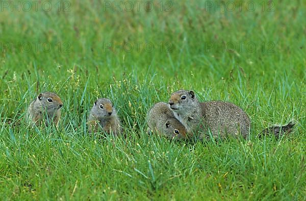 Uinta Ground Squirrel