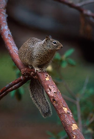 California california ground squirrel