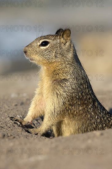 Californian Ground Squirrel