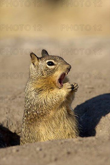 Californian Ground Squirrel