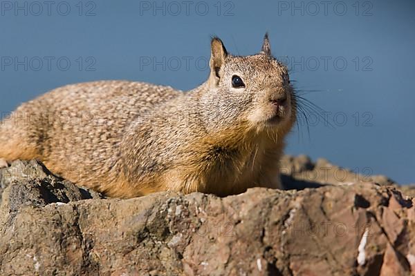 Californian Ground Squirrel