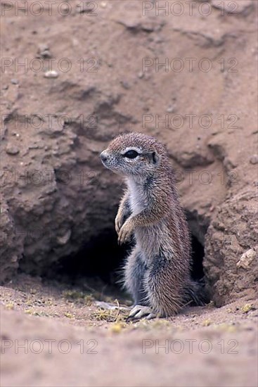 Cape ground squirrel