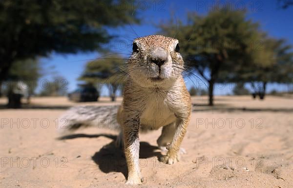 Cape ground squirrel