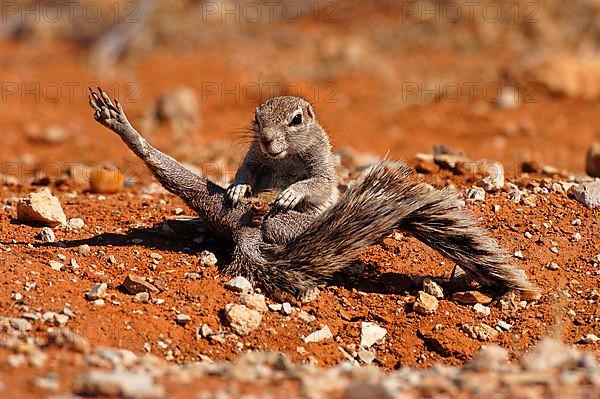 Cape ground squirrel