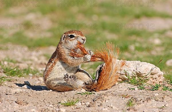 Cape Ground Squirrel