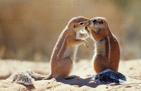 Cape ground squirrel