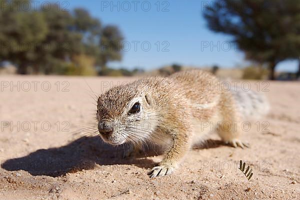 Cape ground squirrel