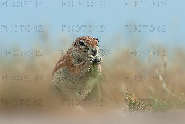 Cape ground squirrel