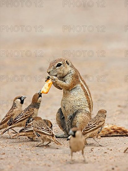 Cape Ground Squirrel