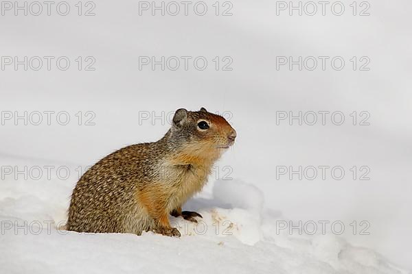 Columbian columbian ground squirrel