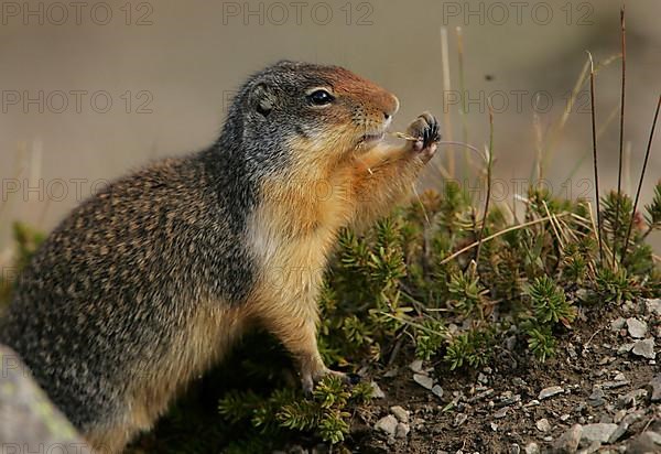 Columbian columbian ground squirrel