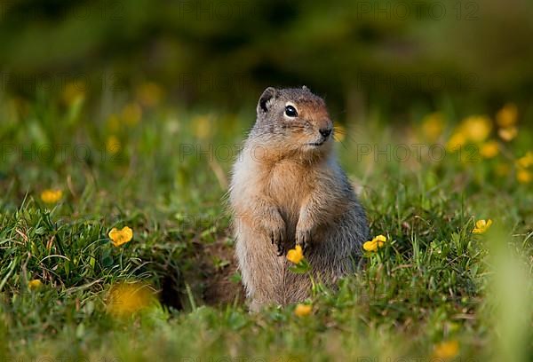 Columbian Ground Squirrel