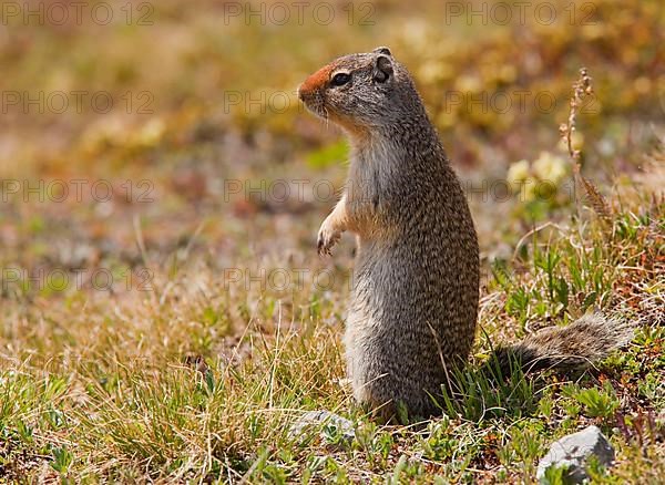 Columbian Ground Squirrel