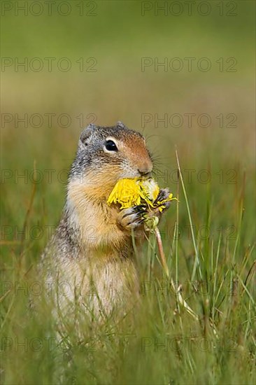 Columbian columbian ground squirrel