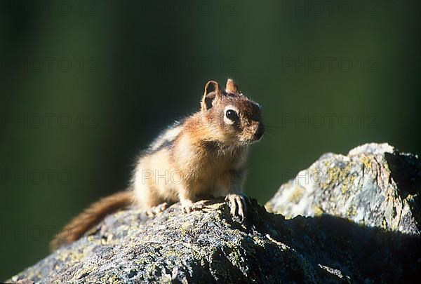 Golden-mantled ground squirrel