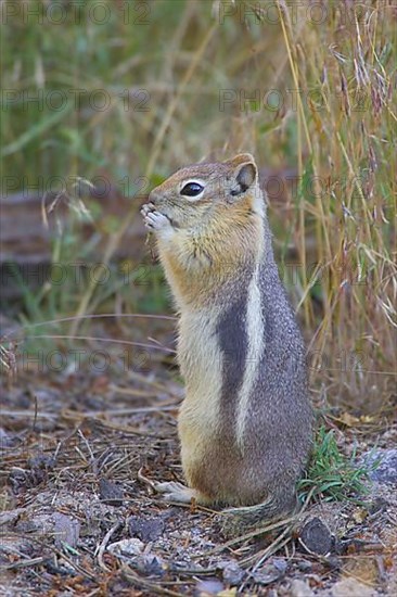 Golden-Mantled Ground Squirrel