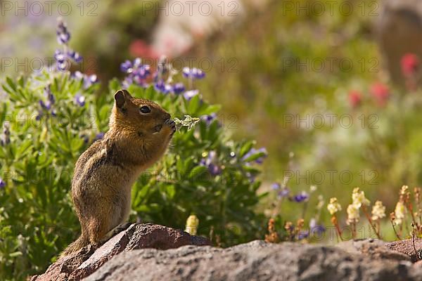 Golden-mantled Ground Squirrel