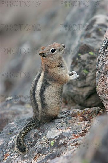 Golden-mantled ground squirrel