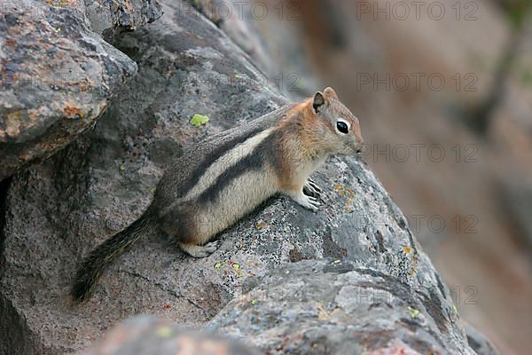 Golden-mantled ground squirrel