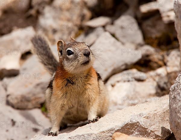 Golden-mantled Ground Squirrel