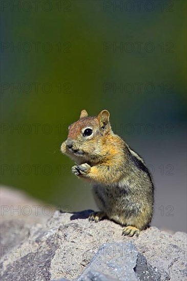 Adult golden-mantled ground squirrel