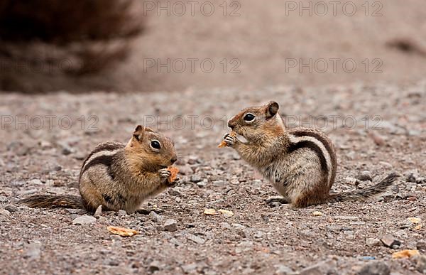 Golden-mantled Ground Squirrel