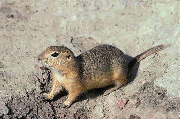 Adult Richardson ground squirrel