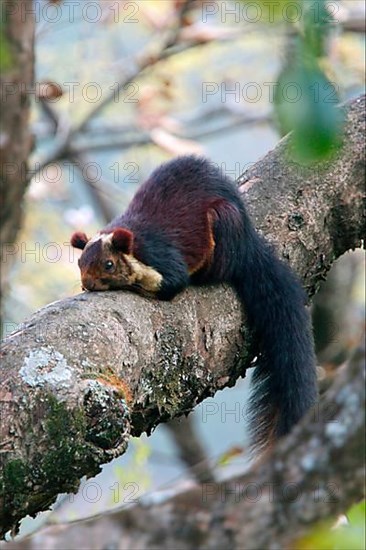 Indian Giant Squirrel