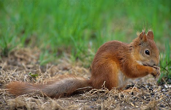 Eurasian red squirrel