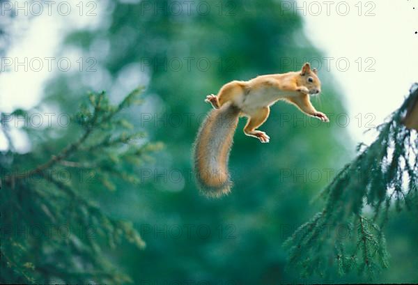 Eurasian red squirrel