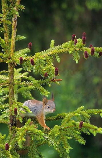 Eurasian red squirrel