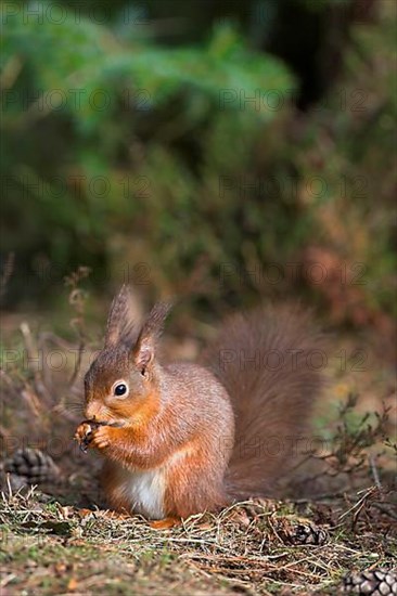 Eurasian red squirrel