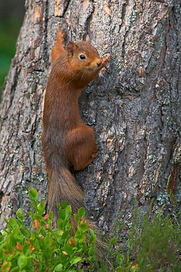 Eurasian red squirrel