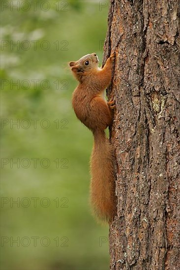 Eurasian red squirrel