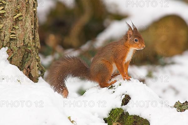 Eurasian red squirrel