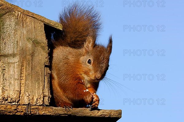 Eurasian red squirrel