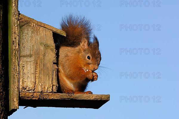 Eurasian red squirrel