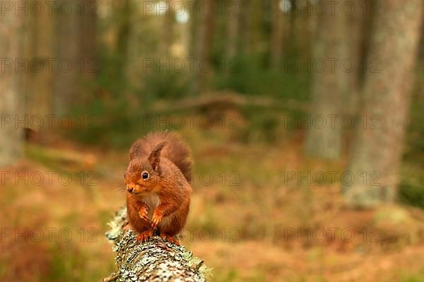 Eurasian red squirrel