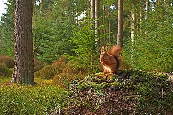 Eurasian red squirrel